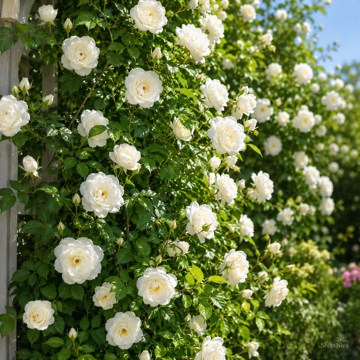 Big Bloom Rose Seeds (Pack of 2)