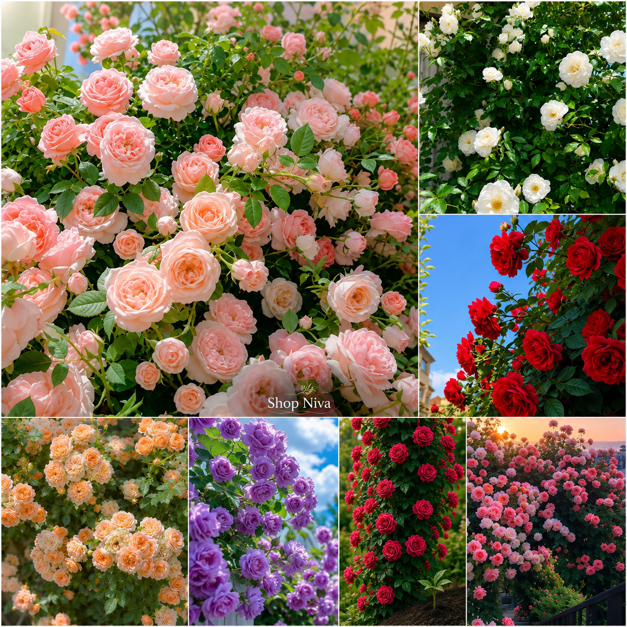 Big Bloom Rose Seeds (Pack of 2)